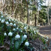 fruehlingstal maerzenbecher